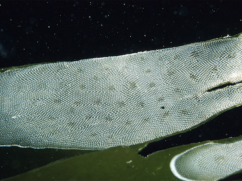 Membranipora membranacea